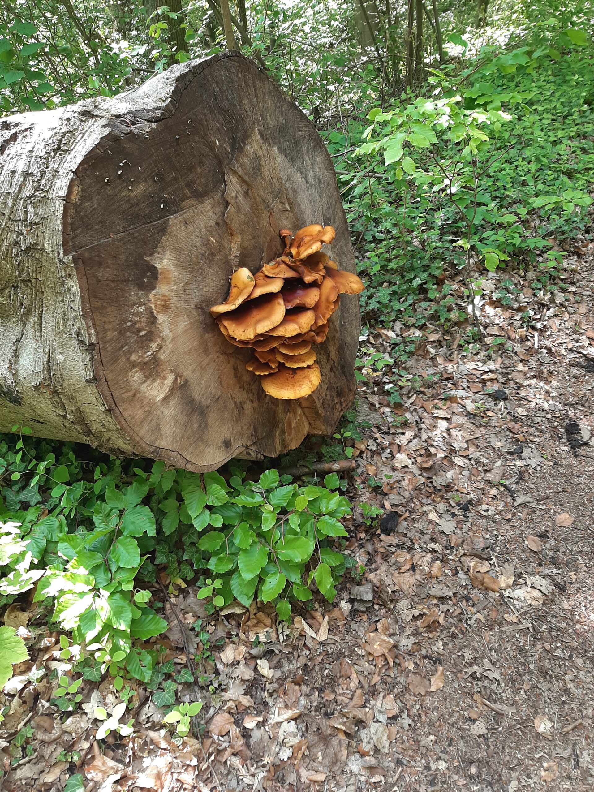 Sonntag, 26.04.2026 | 10.00 | Wanderung zu „Naturschätzen im Lebensraum Hochrhön“