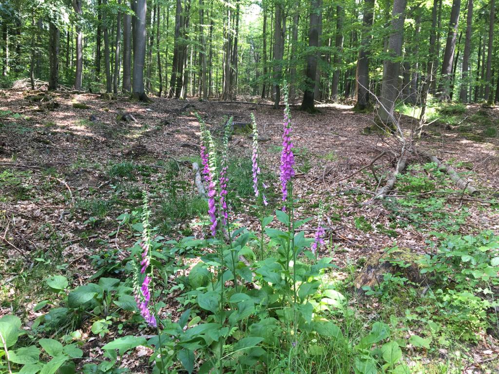 Sonntag, 14.06.2026 | 10.00 | Auf Erkundigungstour im Kernzonengebiet von Fischbach und Umpfen