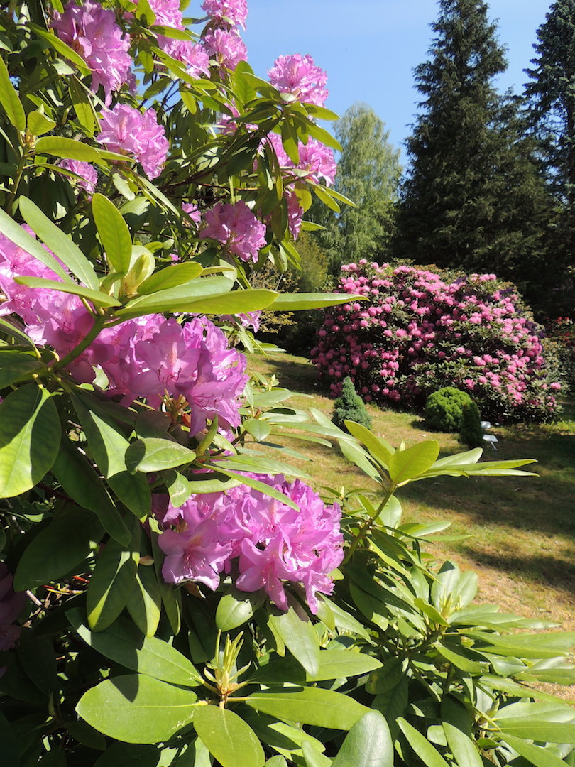 Seniorenwanderung am Forstbotanischer Garten Wasungen – 17. Mai um 13:30 Uhr