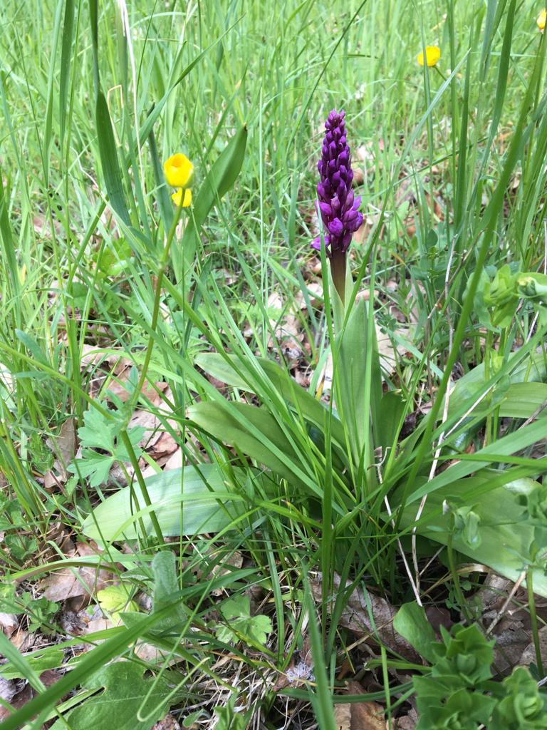 Pfingstmontag, 29.05.23 | 14.00 | Orchideen-Wanderung bei Unsleben
